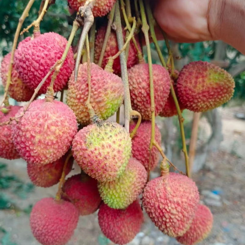 【实力代发】精品妃子笑荔枝，广东茂名妃子笑荔枝可实地考察