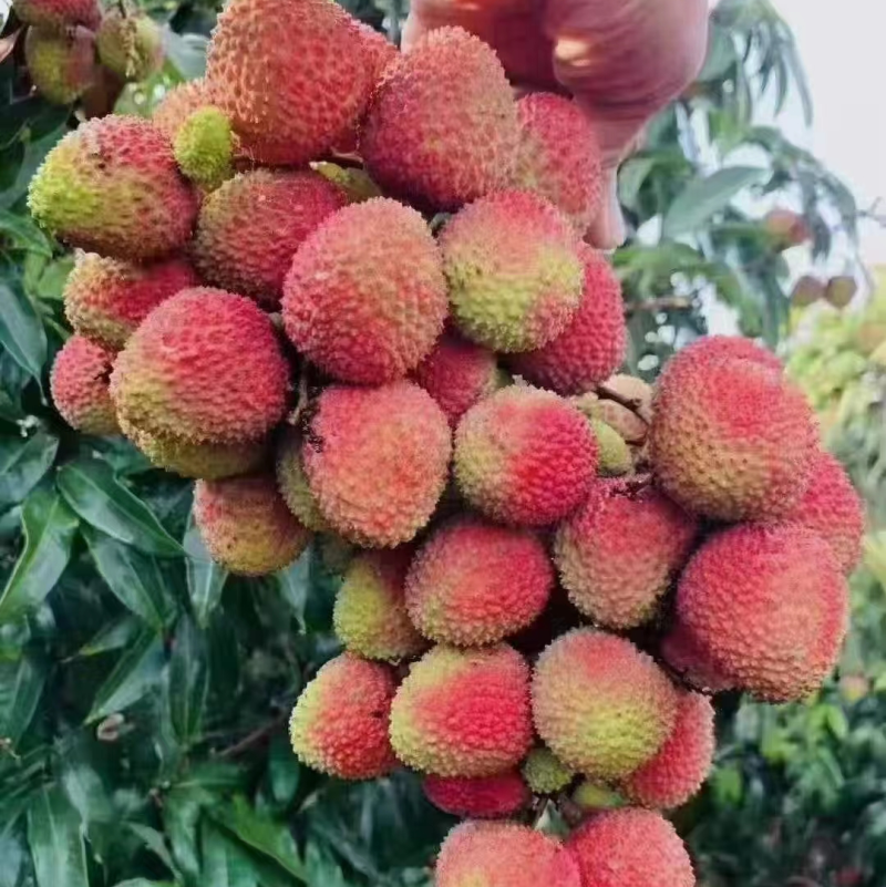 【产地发货】精品妃子笑荔枝大量上货中，批发商市场电商超市