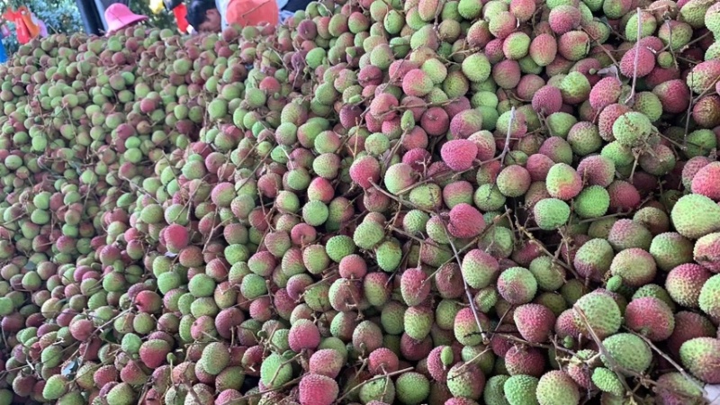 【产地发货】精品妃子笑荔枝大量上货中，批发商市场电商超市