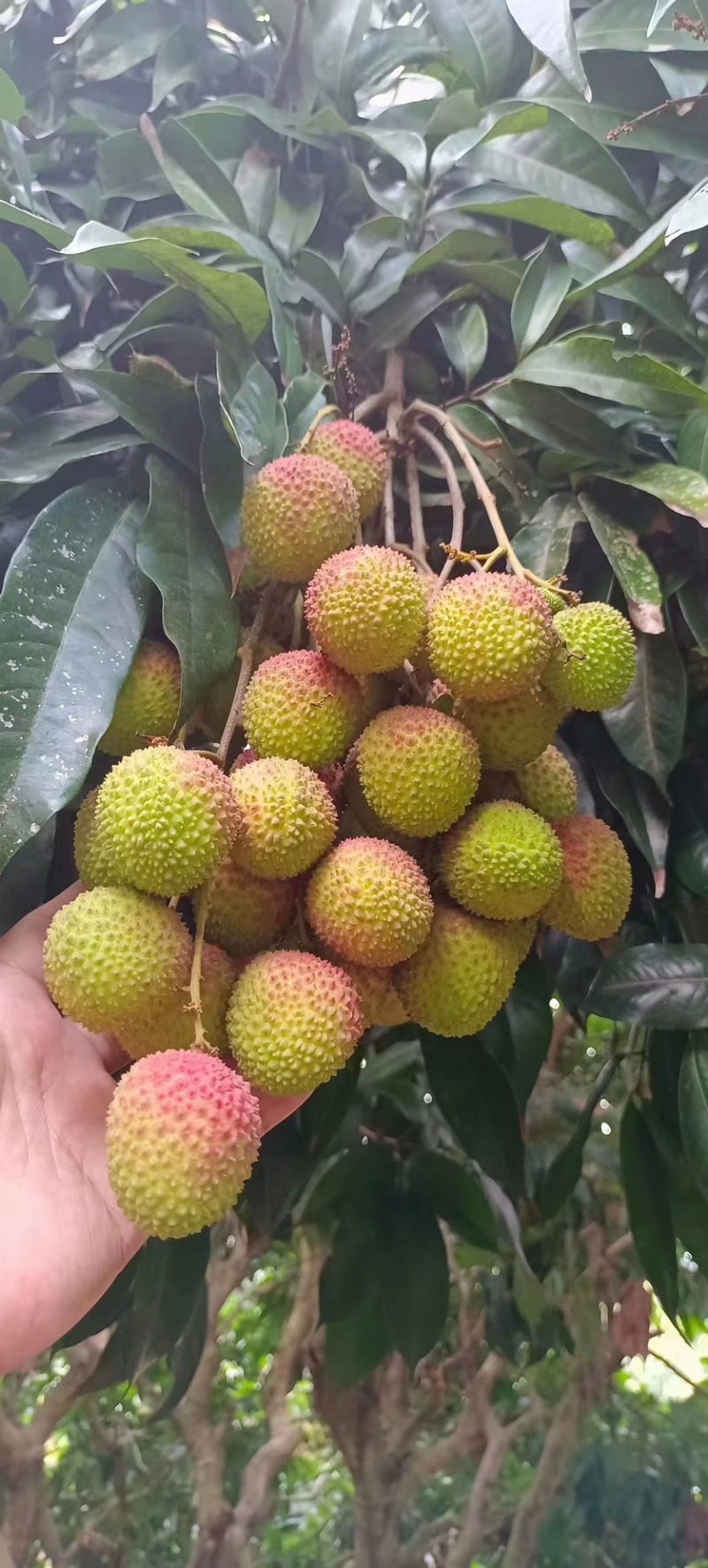 【产地发货】精品妃子笑荔枝大量上货中，批发商市场电商超市