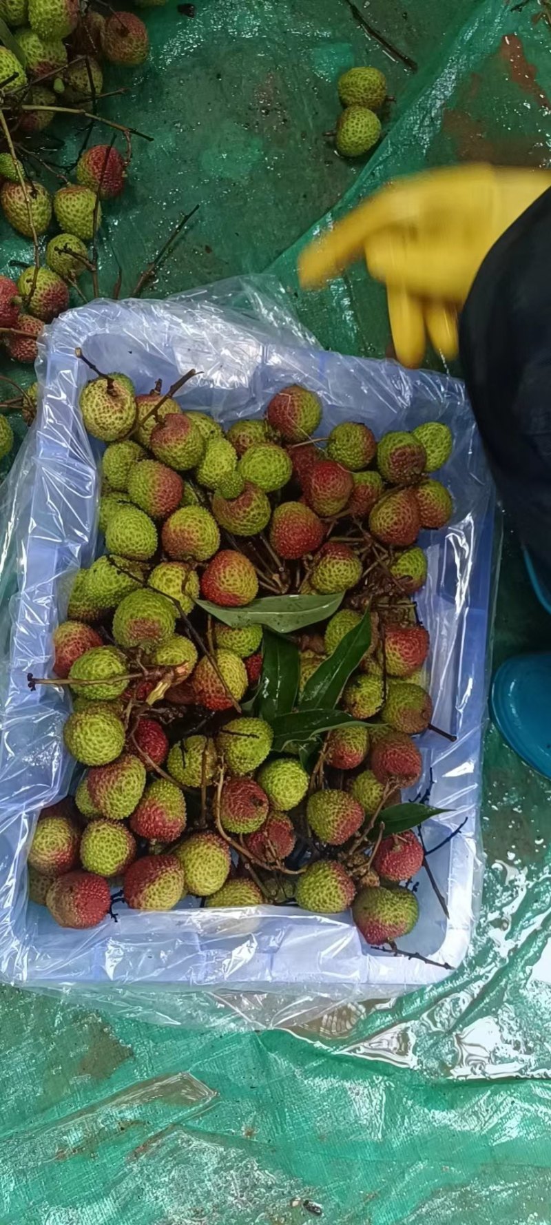 【大量供应妃子笑荔枝】现摘现发随到随装，广东茂名荔枝产地