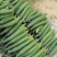 河南夏邑密刺黄瓜