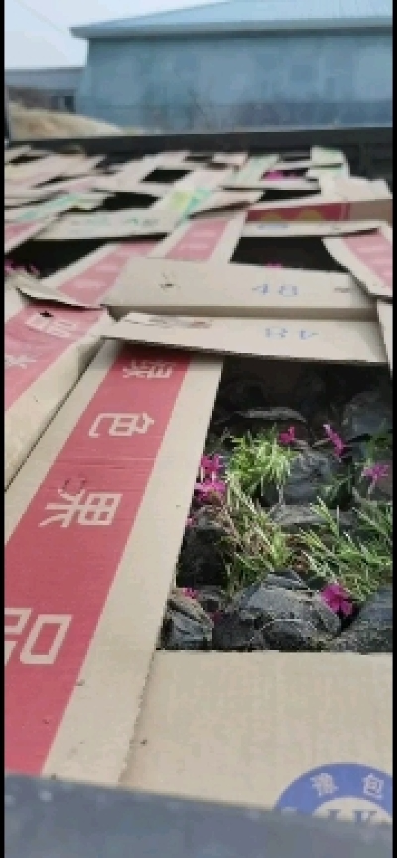丛生福禄考，芝樱，质量保证.基地直销欢迎采购