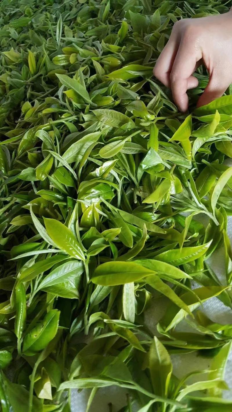 优选云南滇红红茶基地直供一手货源量大从优欢迎采购下单