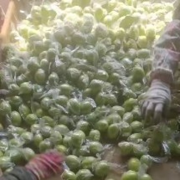 青枣，特靓精选果，今天收的，诚信代收代办
