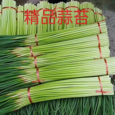 精品蒜薹河南红帽蒜薹产地直发可加工分拣量大从优