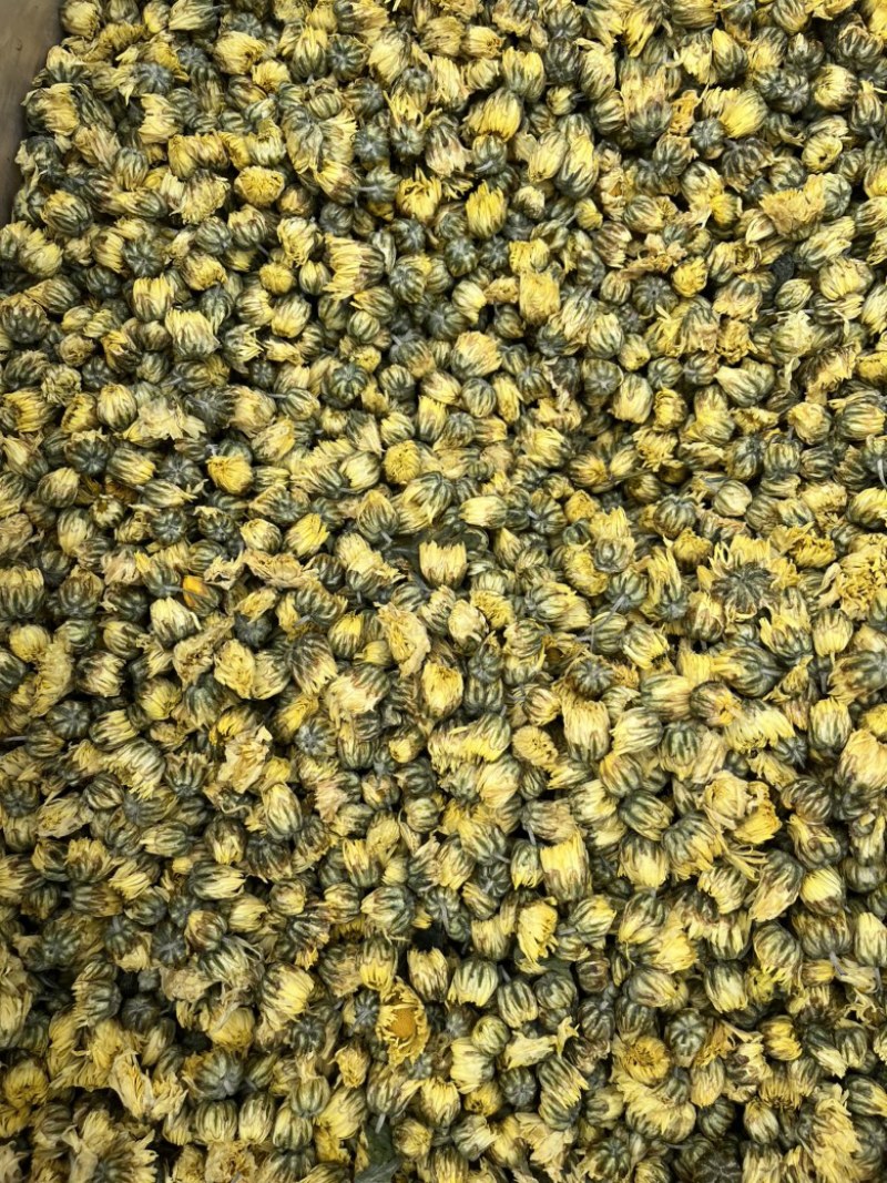 金丝皇菊花茶礼盒出售一手货源大货批发供应全国包邮