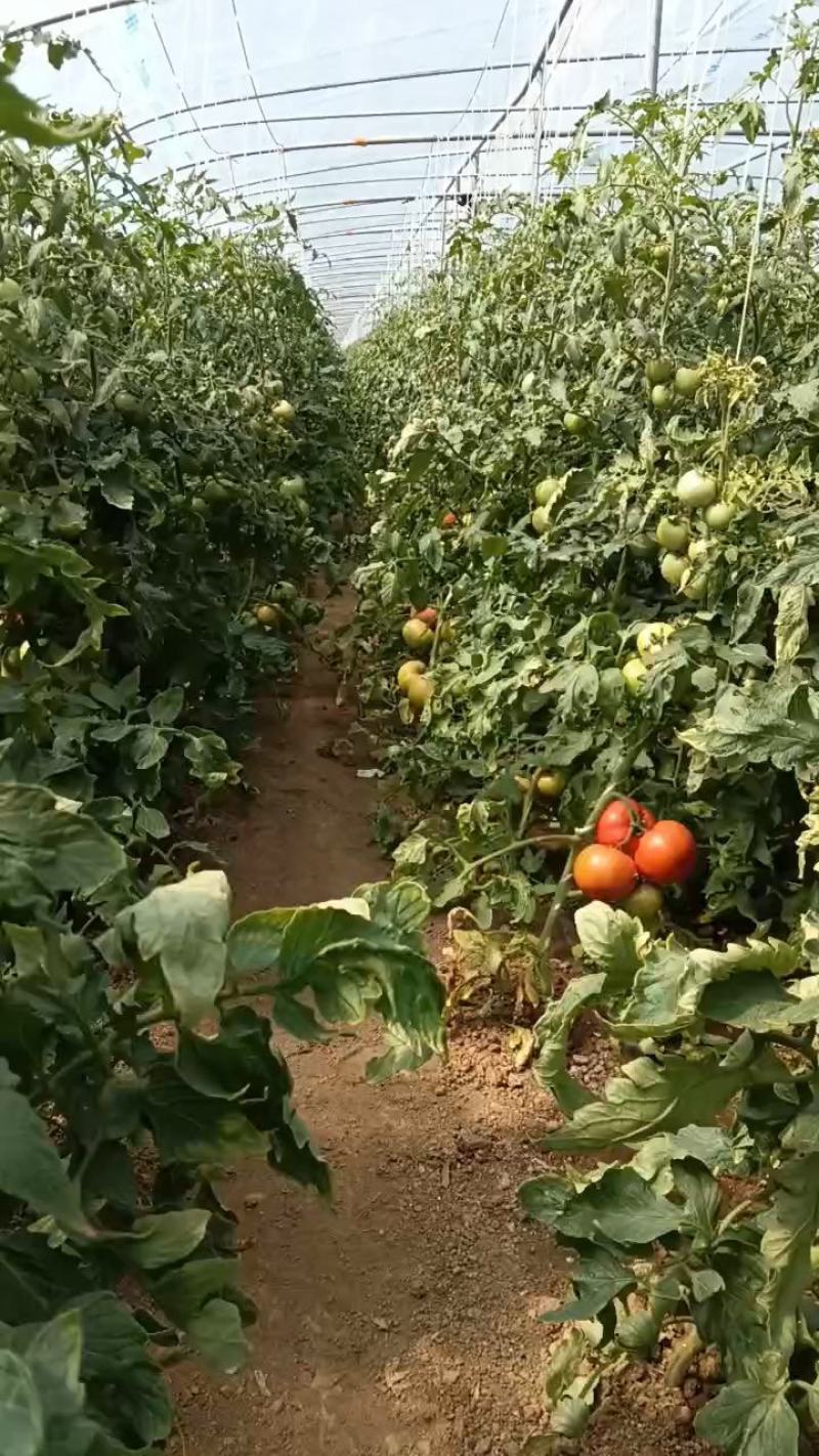 硬粉红沙瓤西红柿，欢迎各地老板来采购