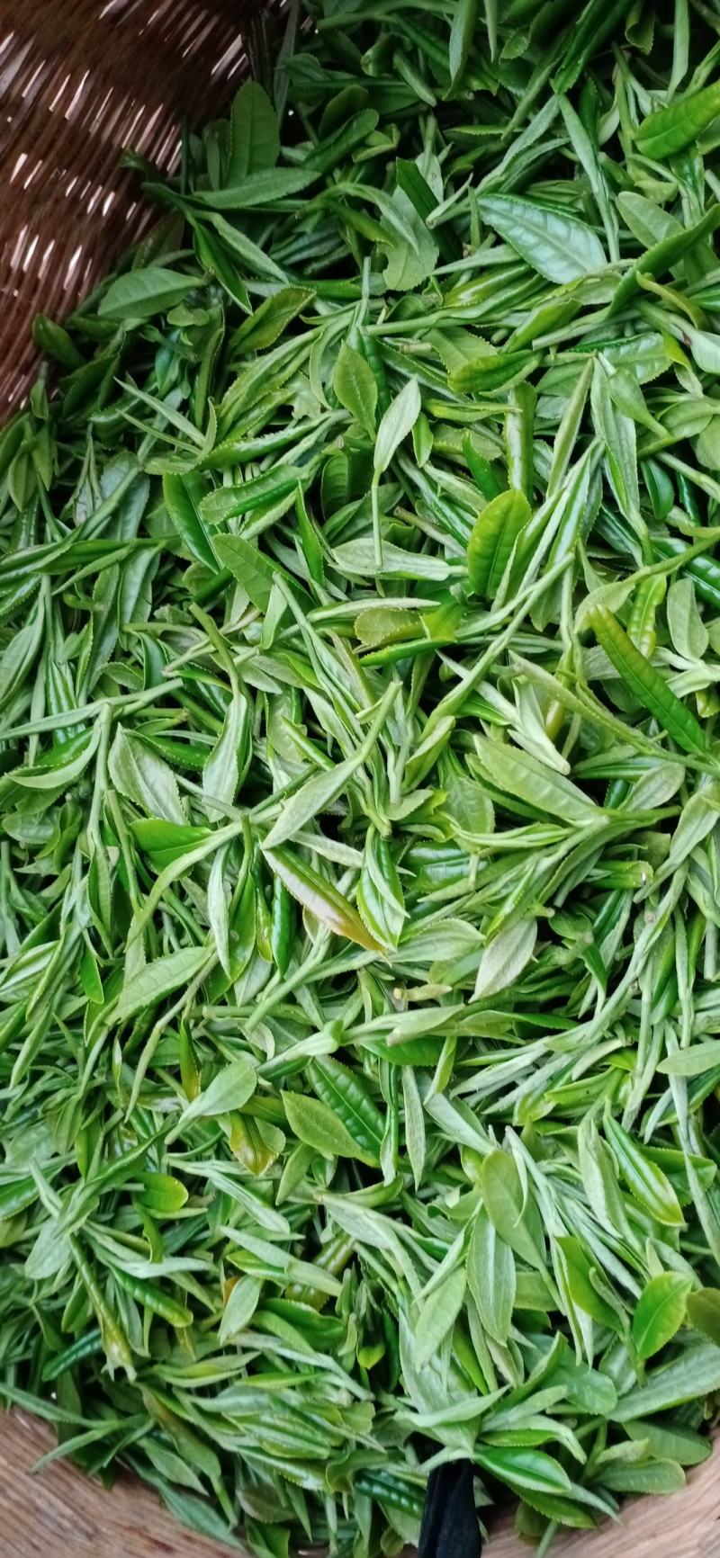 茶叶