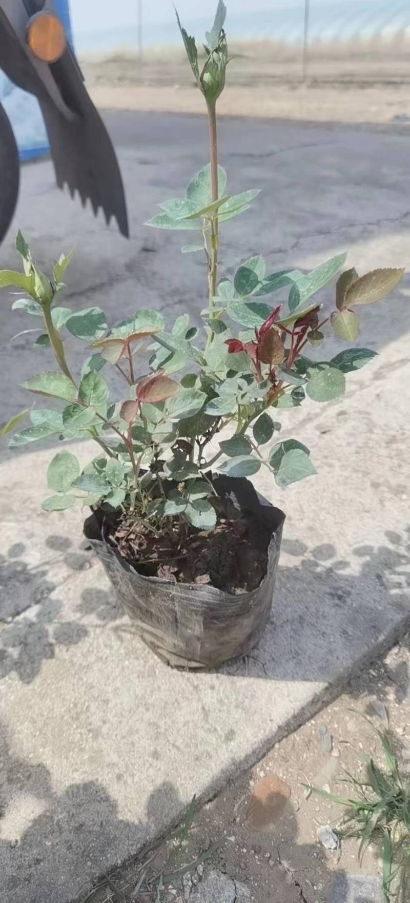月季，大花月季，丰花月季，耐寒月季，基地直销