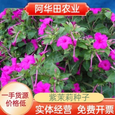 紫茉莉种子草茉莉花籽地雷花家庭阳台庭院盆栽易活胭脂花种籽