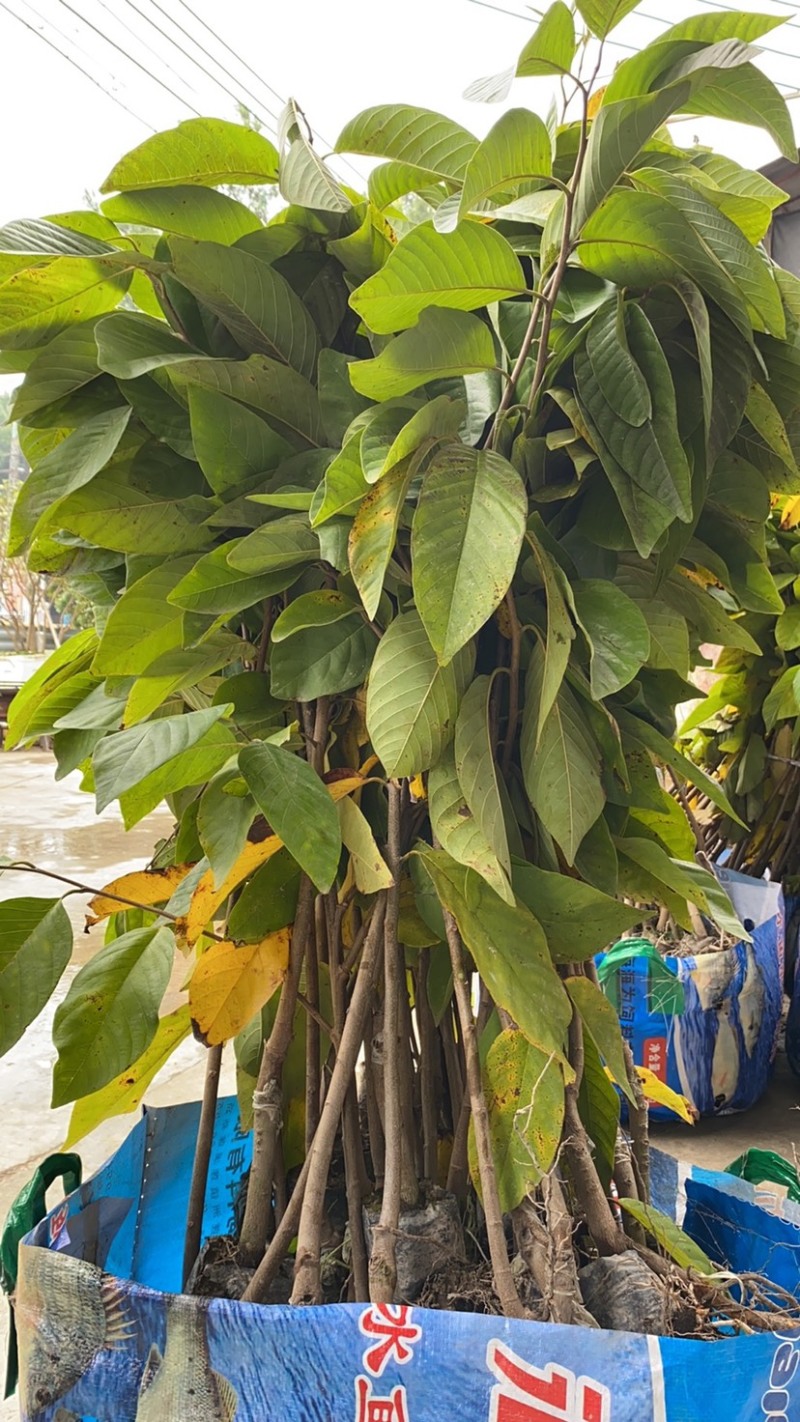 台湾凤梨释迦苗澳大利亚大果AP番荔枝多少一颗