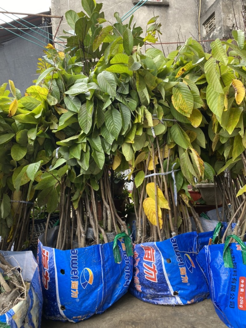 台湾凤梨释迦苗澳大利亚大果AP番荔枝多少一颗