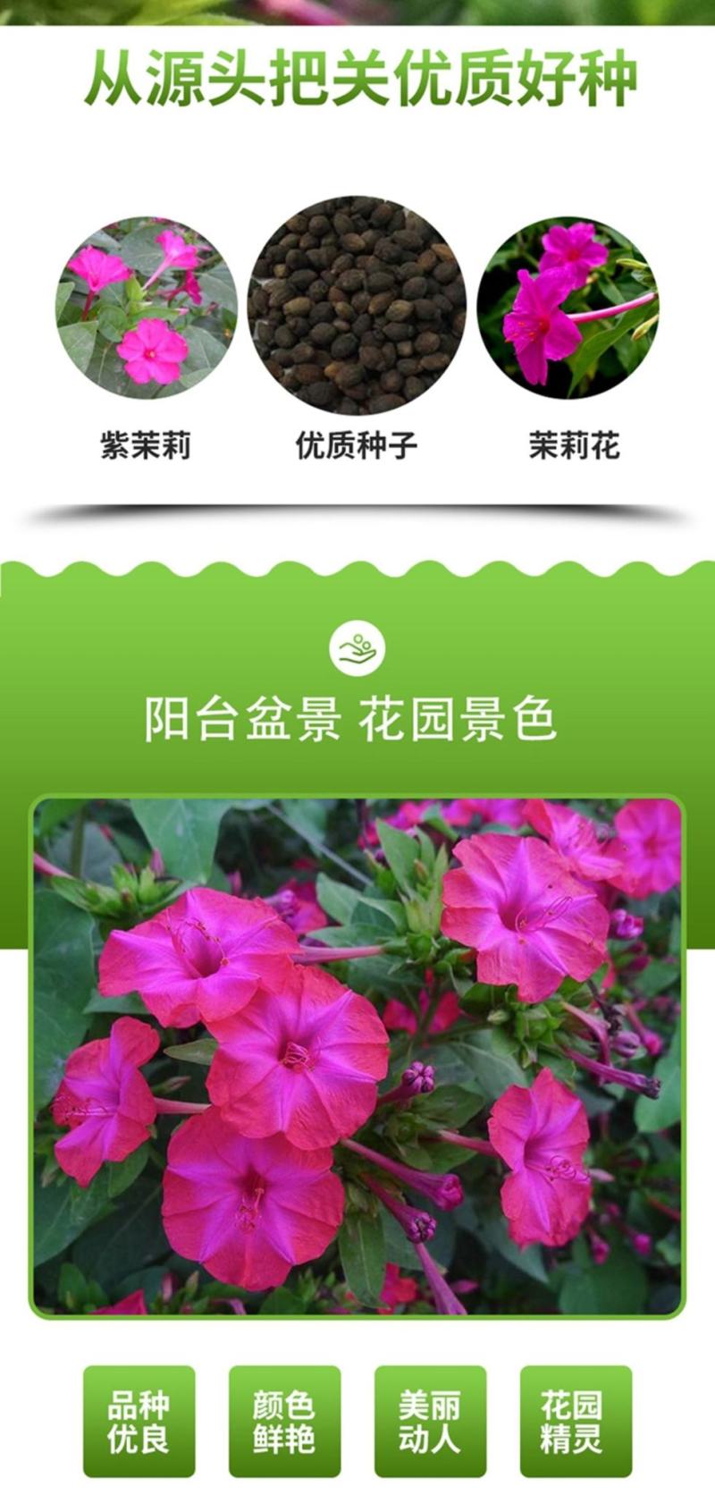 紫茉莉种子草茉莉花籽地雷花家庭阳台庭院盆栽易活胭脂花种籽