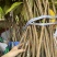 台湾凤梨释迦苗澳大利亚大果AP番荔枝多少一颗