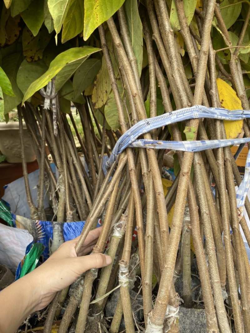 台湾凤梨释迦苗澳大利亚大果AP番荔枝多少一颗