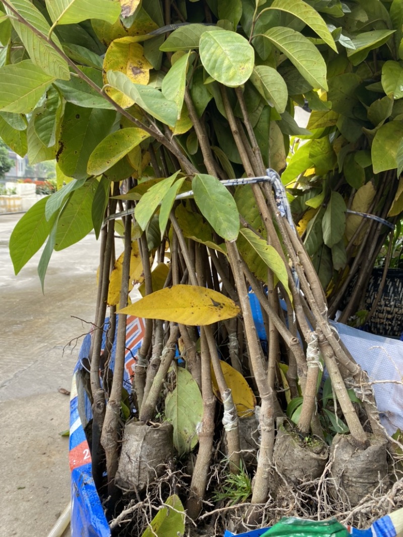 台湾凤梨释迦苗澳大利亚大果AP番荔枝多少一颗