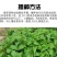 紫茉莉种子草茉莉花籽地雷花家庭阳台庭院盆栽易活胭脂花种籽