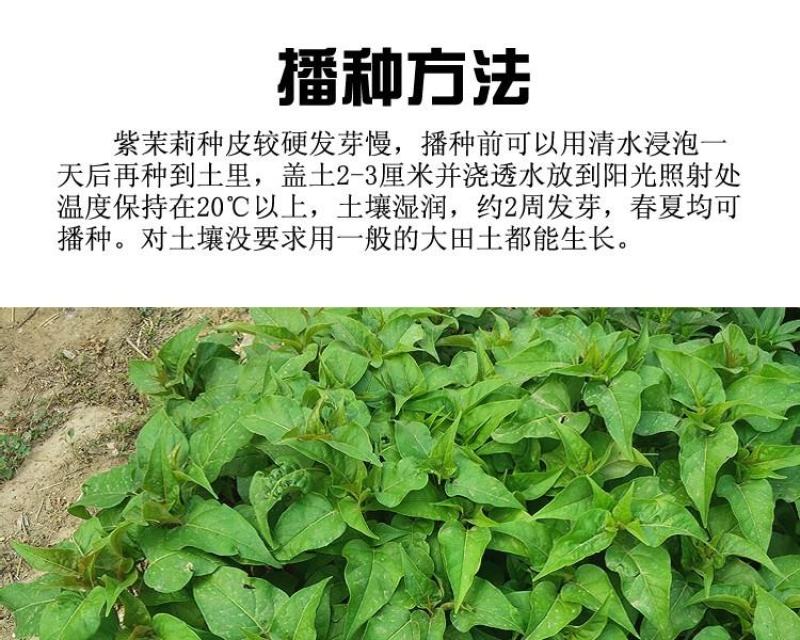 紫茉莉种子草茉莉花籽地雷花家庭阳台庭院盆栽易活胭脂花种籽
