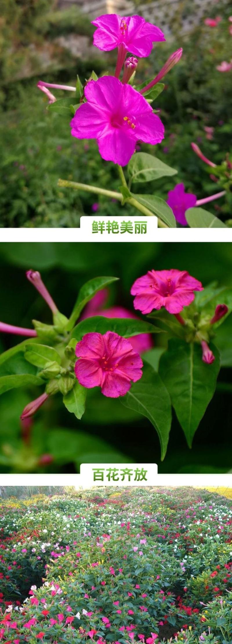 紫茉莉种子草茉莉花籽地雷花家庭阳台庭院盆栽易活胭脂花种籽