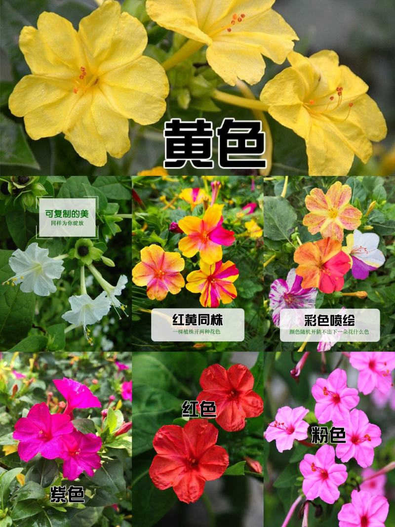 紫茉莉种子草茉莉花籽地雷花家庭阳台庭院盆栽易活胭脂花种籽