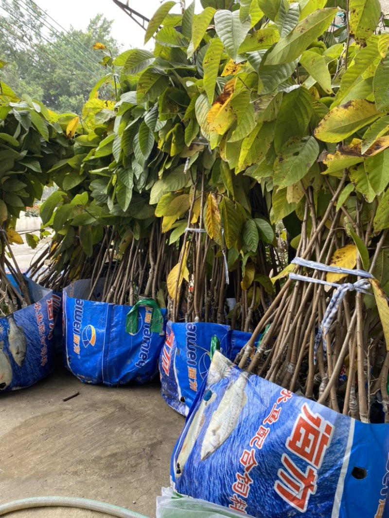 台湾凤梨释迦苗澳大利亚大果AP番荔枝多少一颗