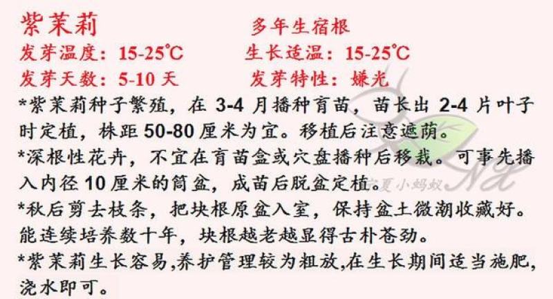 紫茉莉种子草茉莉花籽地雷花家庭阳台庭院盆栽易活胭脂花种籽
