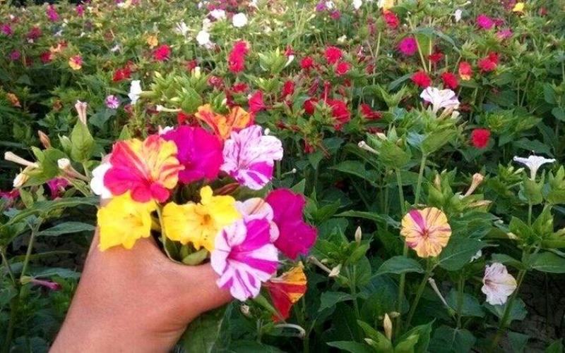 紫茉莉种子草茉莉花籽地雷花家庭阳台庭院盆栽易活胭脂花种籽