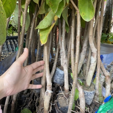 台湾凤梨释迦苗澳大利亚大果AP番荔枝多少一颗