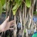 台湾凤梨释迦苗澳大利亚大果AP番荔枝多少一颗