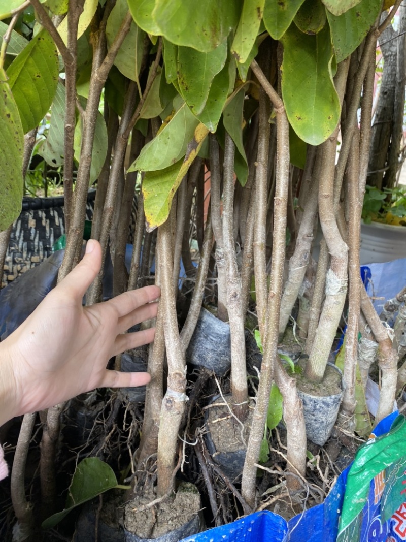 台湾凤梨释迦苗澳大利亚大果AP番荔枝多少一颗