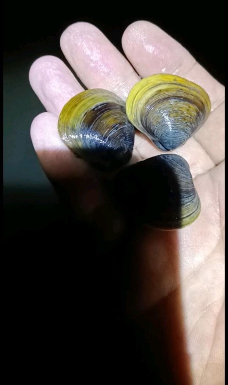 黄沙蚬