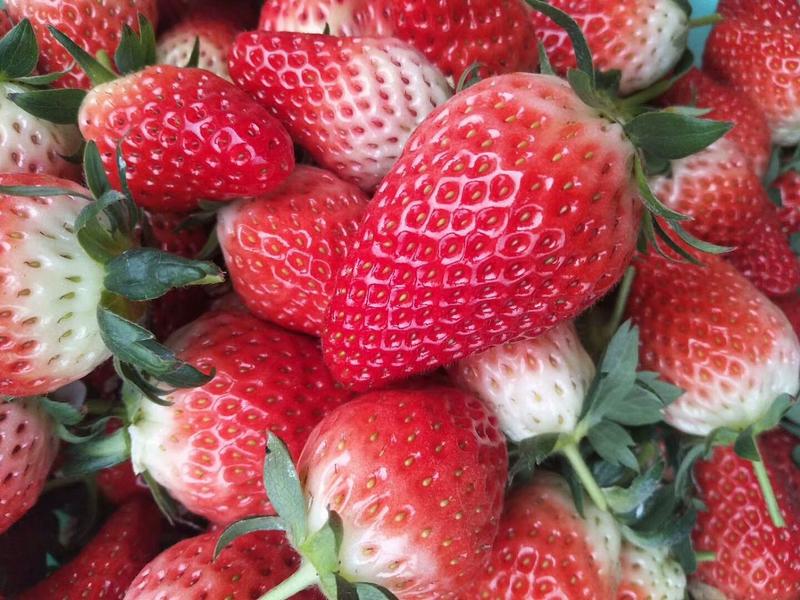 基地直销天仙醉久香草莓苗红颜奶油草莓苗穴盘苗种苗草莓种植