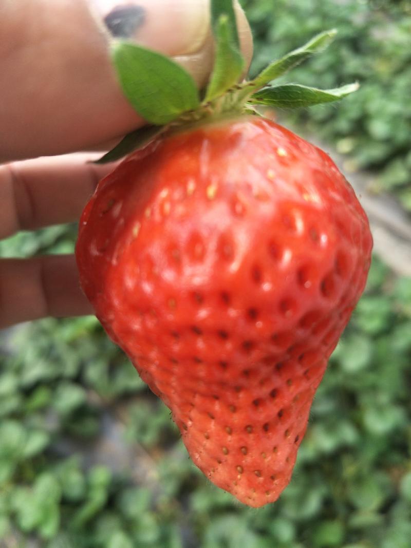 基地直销天仙醉久香草莓苗红颜奶油草莓苗穴盘苗种苗草莓种植