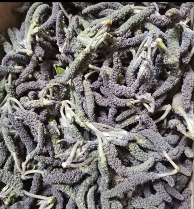 构棒，构棒棒，楮不揪构树穗