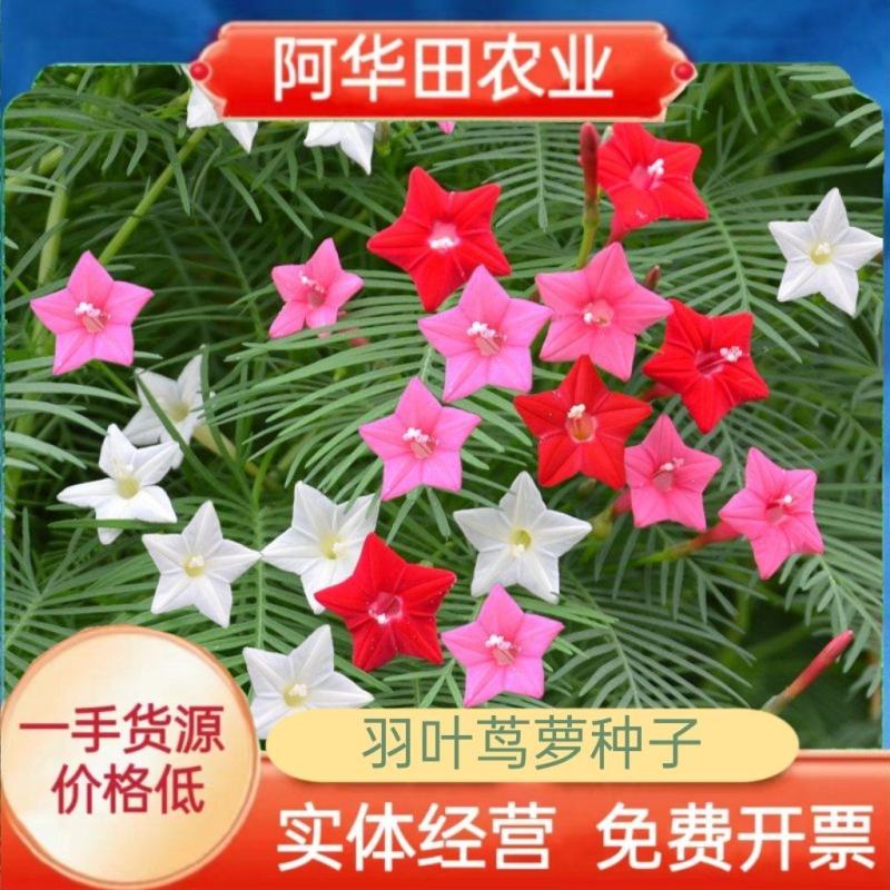 羽叶茑萝种子四季易种活庭院阳台盆栽爬藤花卉植物五角星花籽