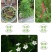 羽叶茑萝种子四季易种活庭院阳台盆栽爬藤花卉植物五角星花籽