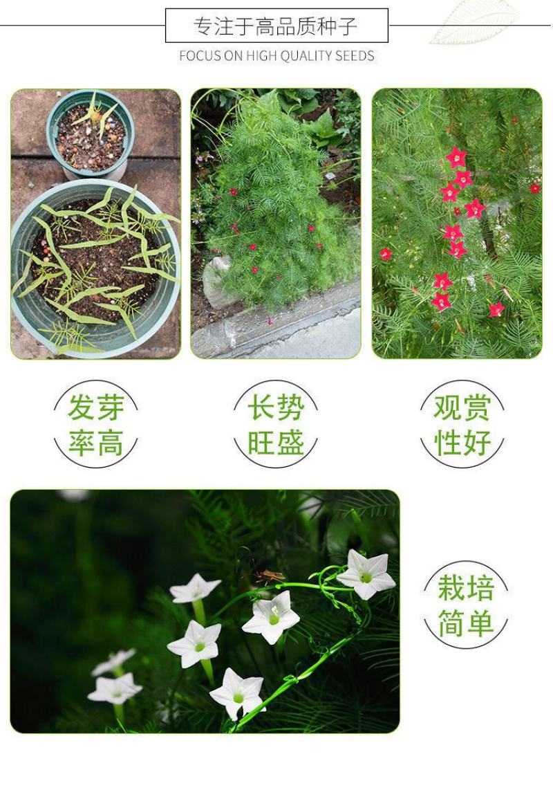 羽叶茑萝种子四季易种活庭院阳台盆栽爬藤花卉植物五角星花籽