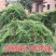 羽叶茑萝种子四季易种活庭院阳台盆栽爬藤花卉植物五角星花籽