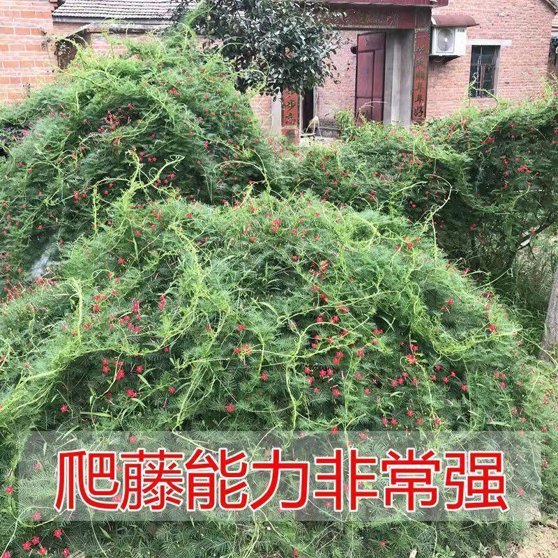 羽叶茑萝种子四季易种活庭院阳台盆栽爬藤花卉植物五角星花籽