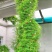羽叶茑萝种子四季易种活庭院阳台盆栽爬藤花卉植物五角星花籽