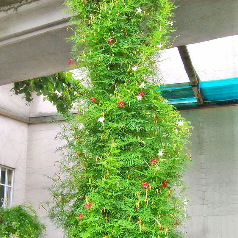 羽叶茑萝种子四季易种活庭院阳台盆栽爬藤花卉植物五角星花籽