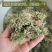 云南大理特产树花菜干货深山树毛凉拌菜树皮菜树蝴蝶树胡子菜