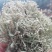 云南大理特产树花菜干货深山树毛凉拌菜树皮菜树蝴蝶树胡子菜