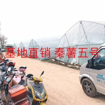 🇨🇳原原种秦薯5号脱毒红薯苗，西瓜红，