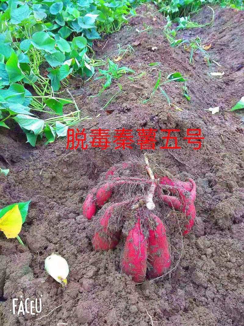 🇨🇳原原种秦薯5号脱毒红薯苗，西瓜红，