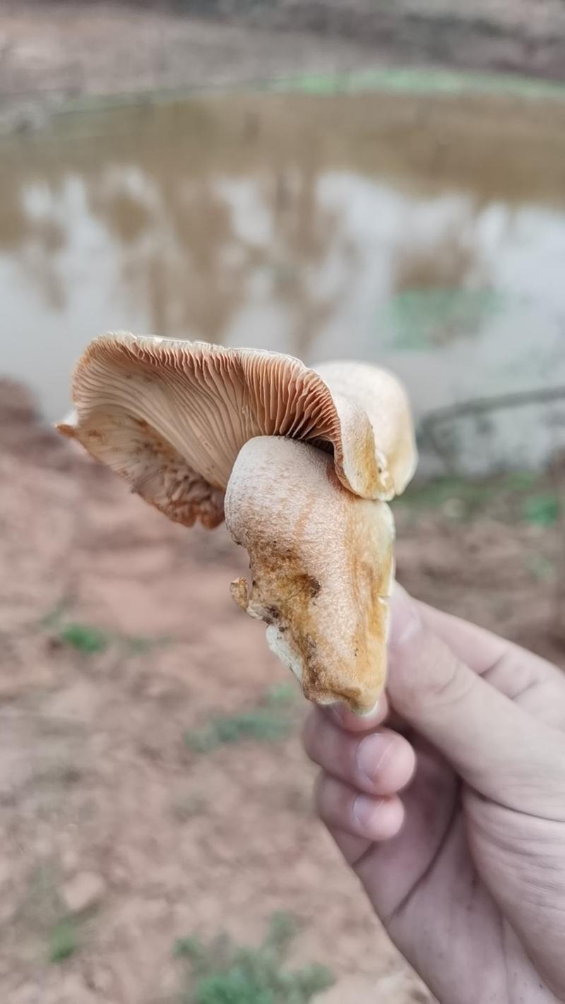 纯野生松树菌菇无公害食品口感鲜美，需要的联系