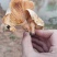 纯野生松树菌菇无公害食品口感鲜美，需要的联系