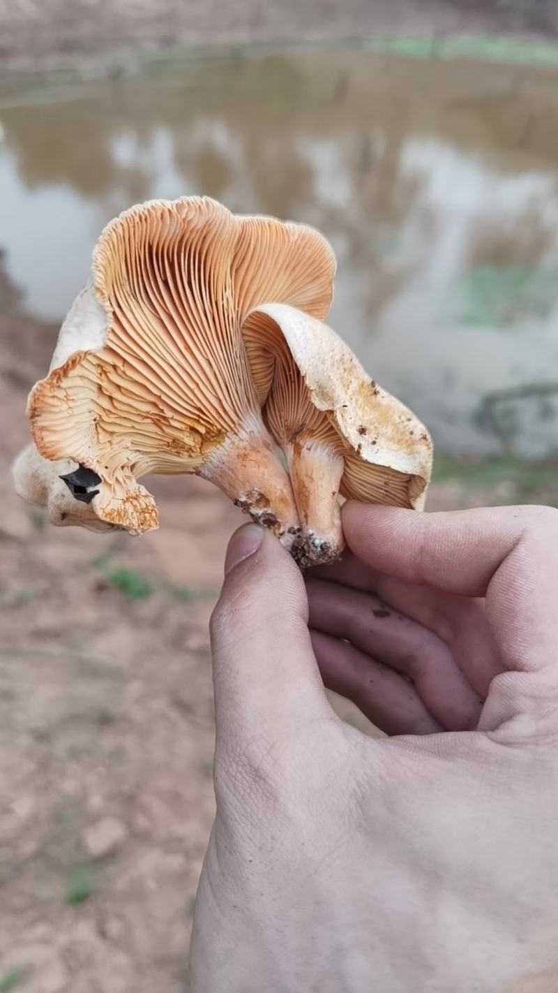 纯野生松树菌菇无公害食品口感鲜美，需要的联系