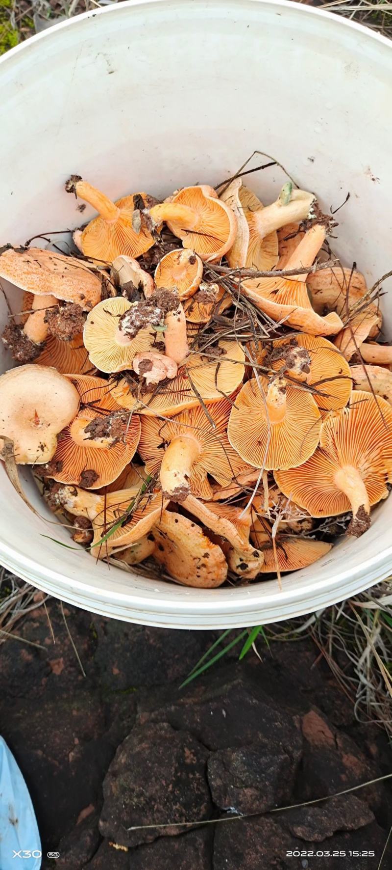 纯野生松树菌菇无公害食品口感鲜美，需要的联系